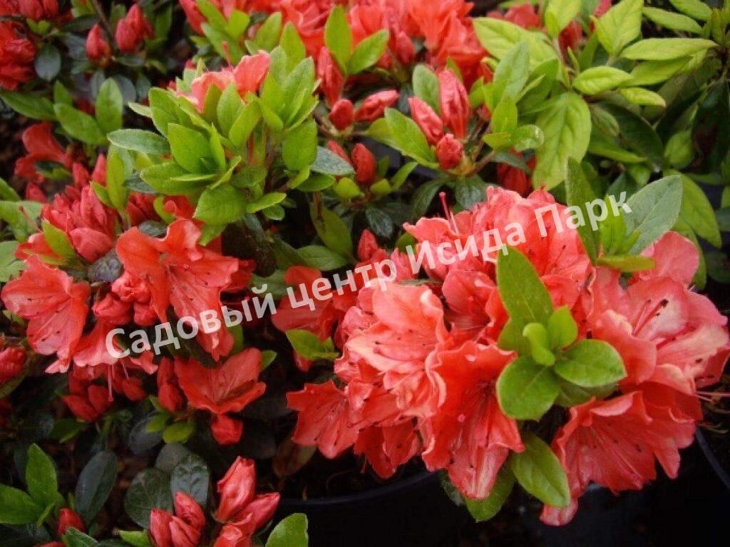 Азалия Гейша Оранж (Geisha Orange)