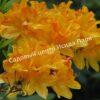 Азалия Голден Сансет, Золотой закат (Golden Sunset) 8