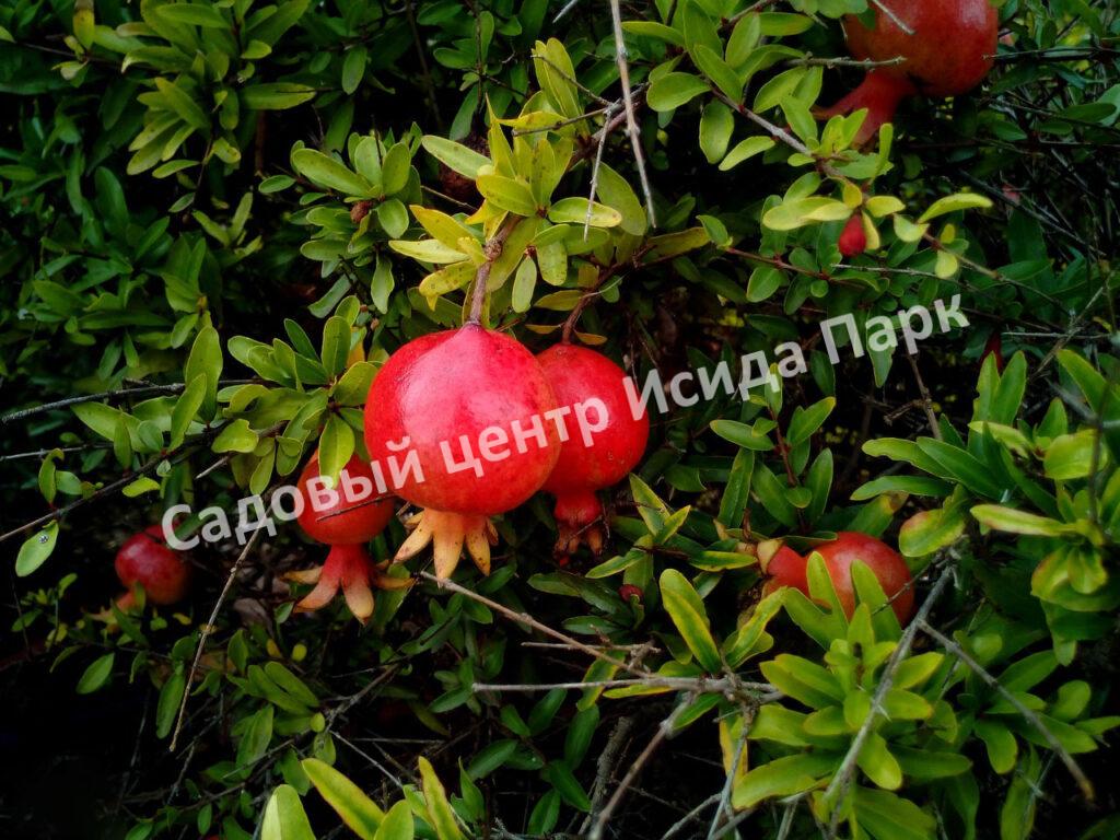 Гранат Гюлоша красная (Gulosha is red)