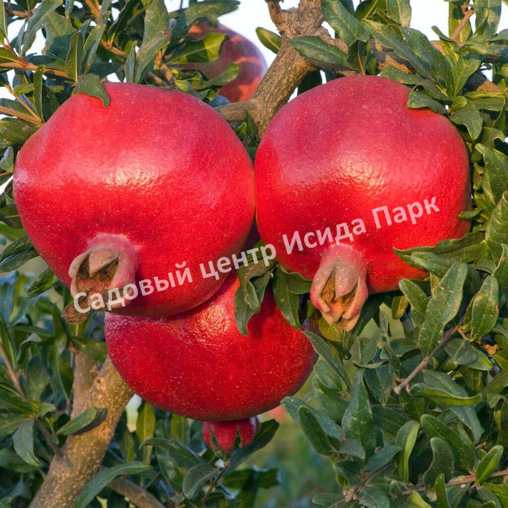 Гранат Гюлоша розовая (Guleisha is pink)