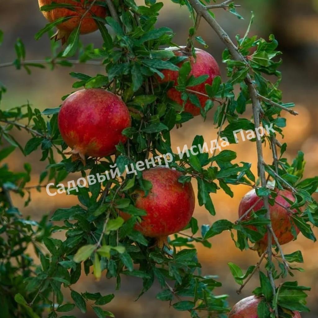 Гранат Гюлоша розовая (Guleisha is pink)