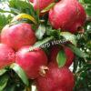 Гранат Гюлоша розовая (Guleisha is pink) 9