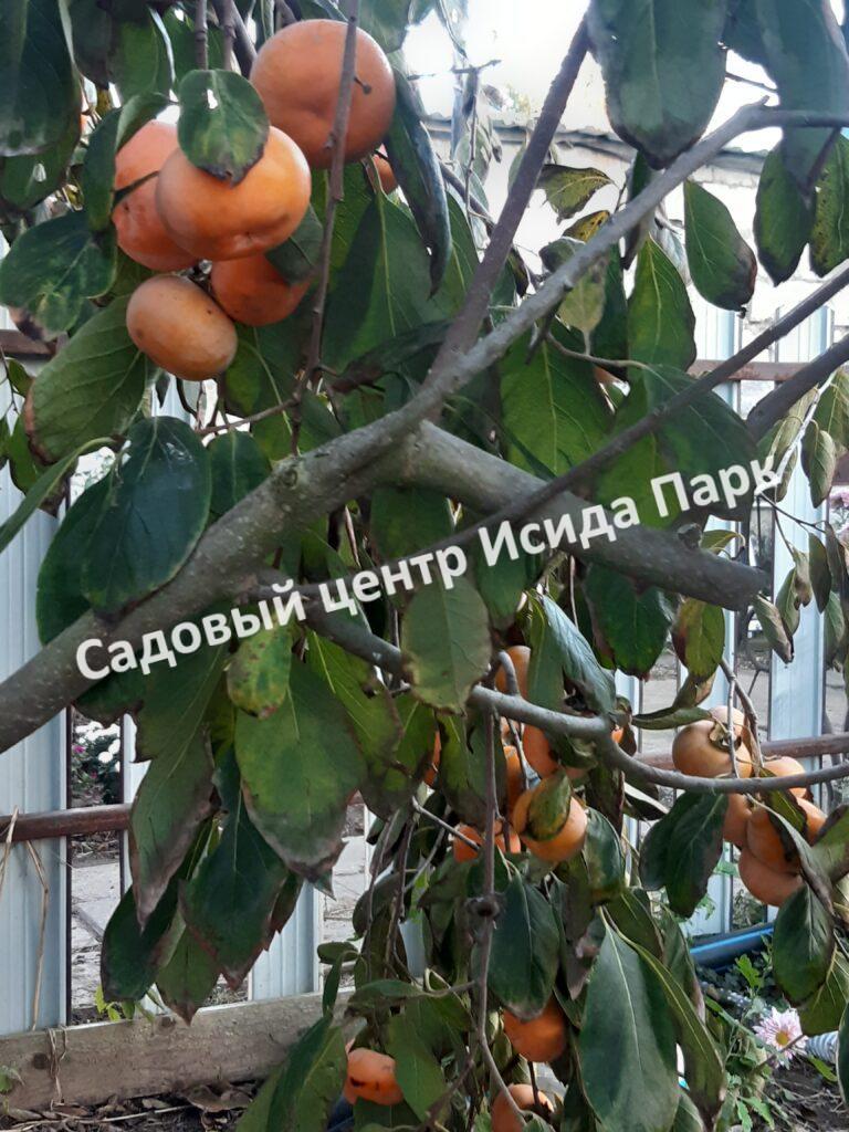 Хурма Россиянка (Rossiyanka)