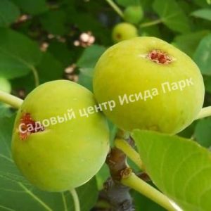 Инжир Белый Адриатический