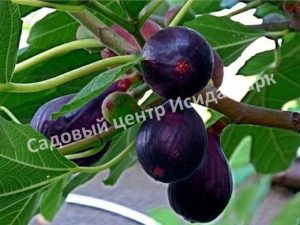 Инжир Брожиотто Неро