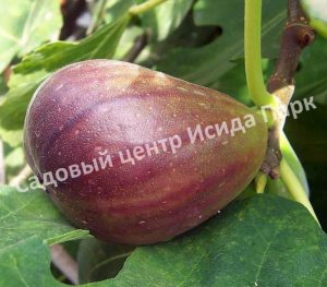 Инжир Брунсвик