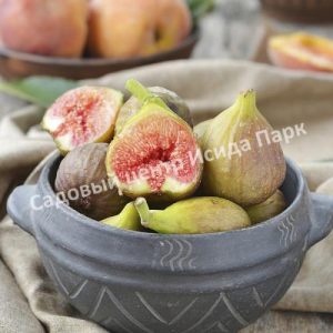 Инжир Далматский
