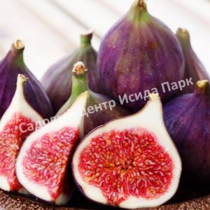 Инжир Финиковый неаполитанский