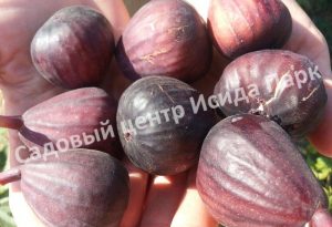 Инжир Сабруция Розовая