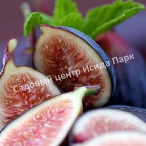 Инжир Сахарный Селестра