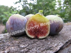 Инжир Серый ранний