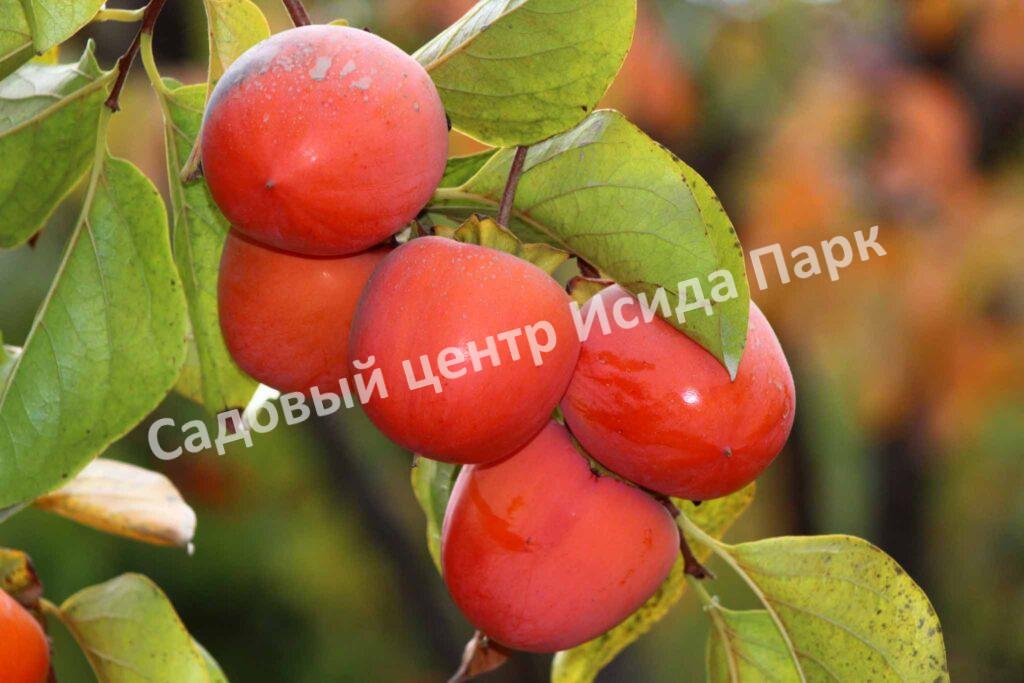 Хурма Никитская бордовая (Nikitskaya maroon)