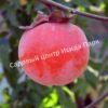 Хурма Никитская бордовая (Nikitskaya maroon) 7