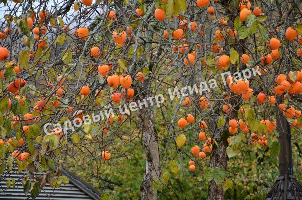 Хурма Роман Кош (Roman Kosh)