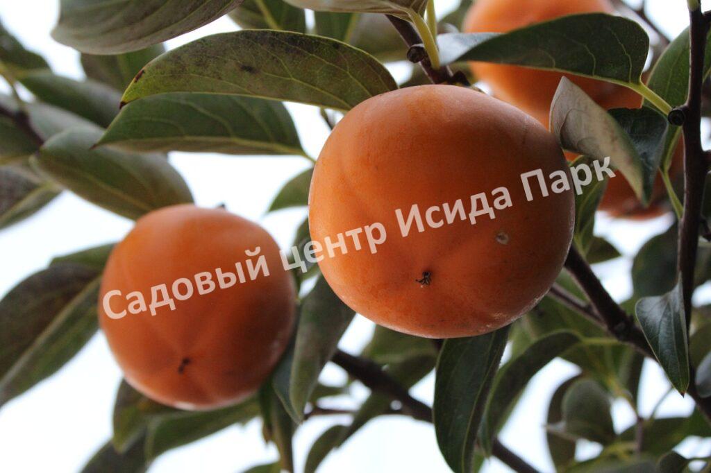 Хурма Шарон (Sharon)