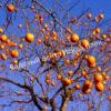 Хурма Шарон (Sharon) 9