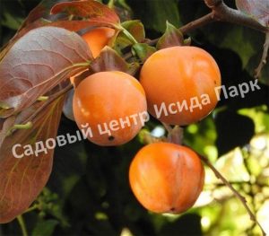 Хурма Джон Рик (John Rick)