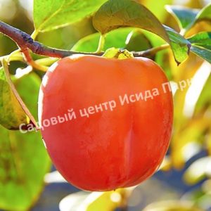 Хурма Королёк (Goldcrest)