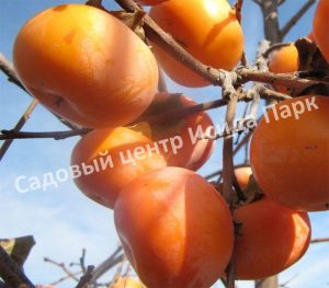 Хурма Сосновская (Sosnovskaya)