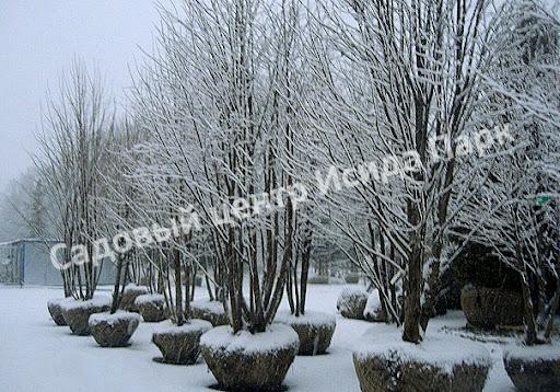 крупномеры зимой