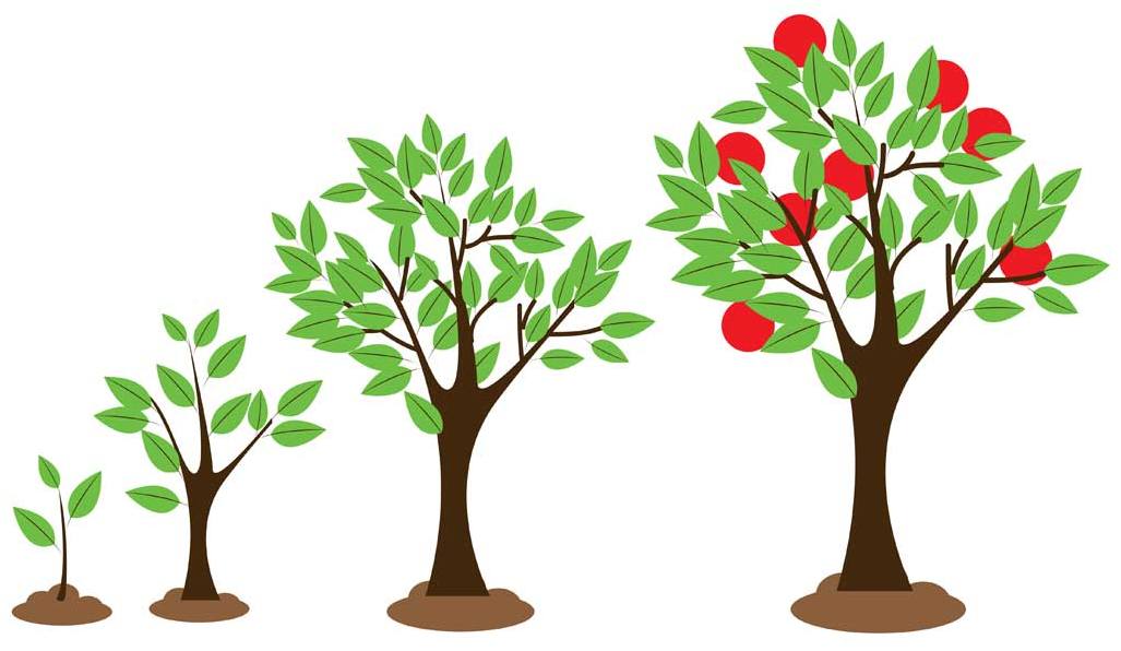 Как саженцы яблони посадить осенью: сроки, инструкция и рекомендации