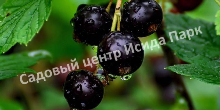 куст черной смородины