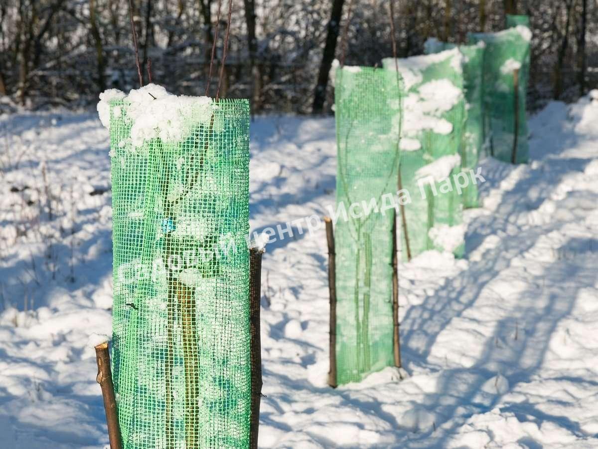 укрытие молодых саженцев