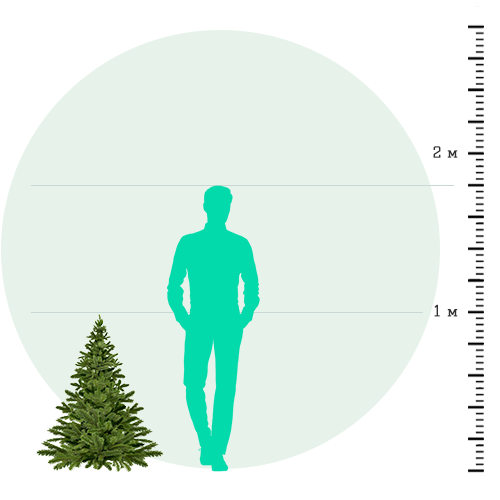 Русская елка 0,8 — 1 метр
