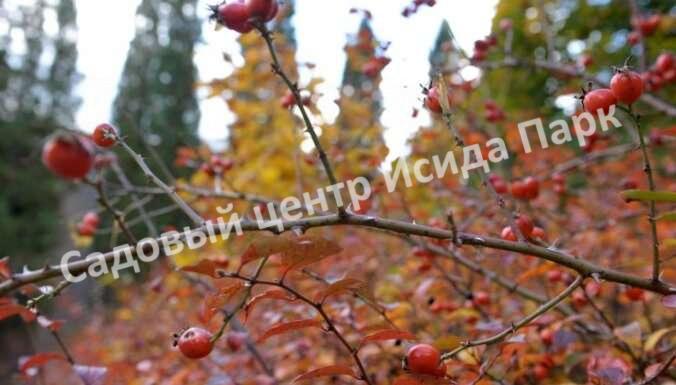 осень в саду