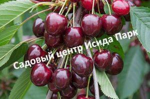 Черешня Стелла