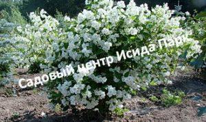 Жасмин Алебастр