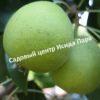 Груша Теньковская летняя 5