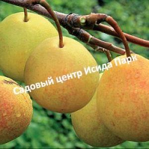 Груша Дочь Бланковой