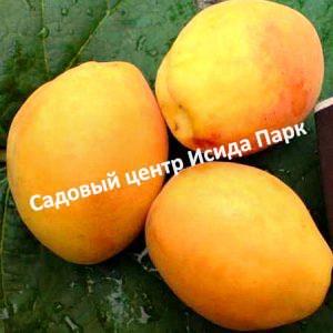 Абрикос ананасный Цюрупинский