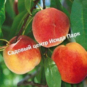 Персик Кросби