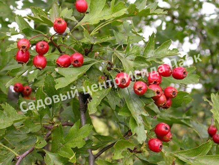 Боярышник Амурский (Amur) Боярышник Амурский (Amur)
