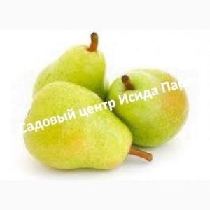 Груша Ксения