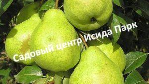 Груша Анжу