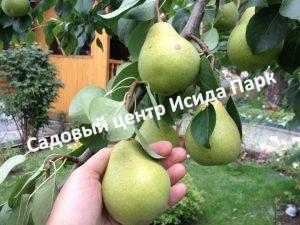 Груша Деканка