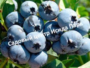 Голубика Нуи