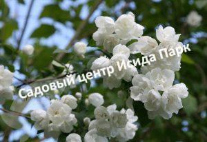 Жасмин Казбек