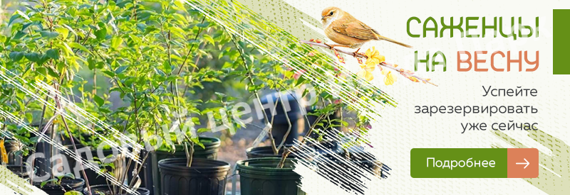 Саженцы на весну