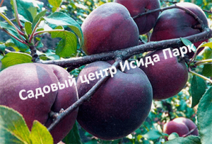 Абрикос Черный принц