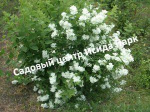Жасмин Снежная лавина
