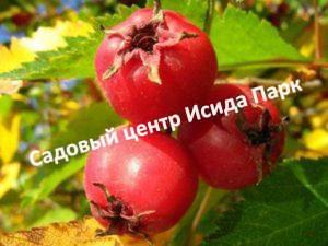 Боярышник Шамиль (Shamil)