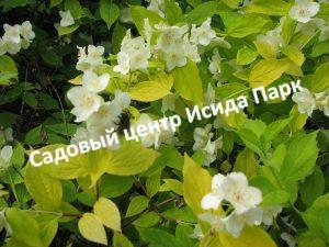 Чубушник венечный золотистый
