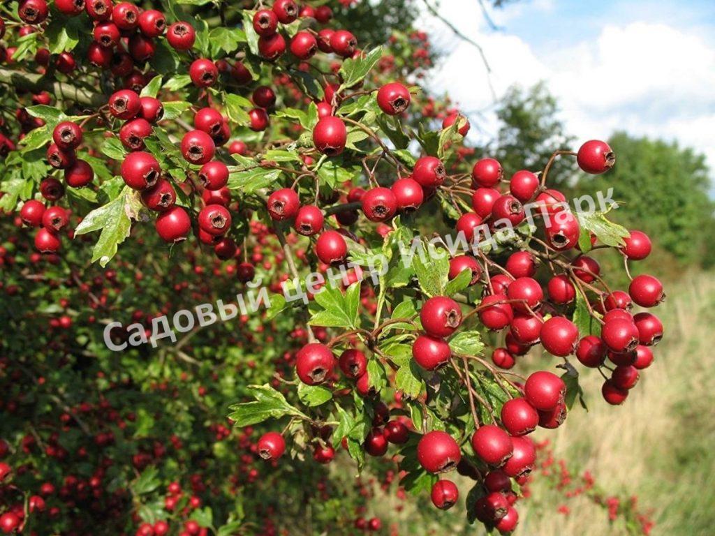 Боярышник Амурский (Amur) Боярышник Амурский (Amur)