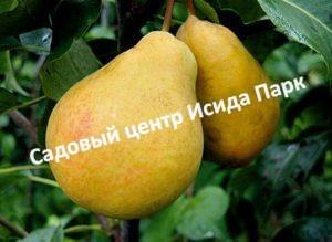 Груша Бере Московская
