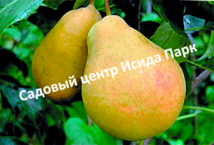 Груша Вера Желтая