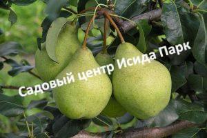 Груша Кондратьевка